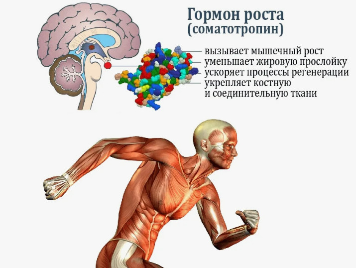 Гормоны роста и его особенности